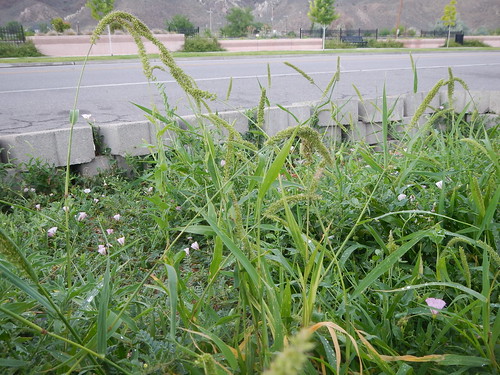 nevada annual poaceae caliente introduced bunchgrass warmseason paniceae disturbedsite setariaverticillata hookedbristlegrass