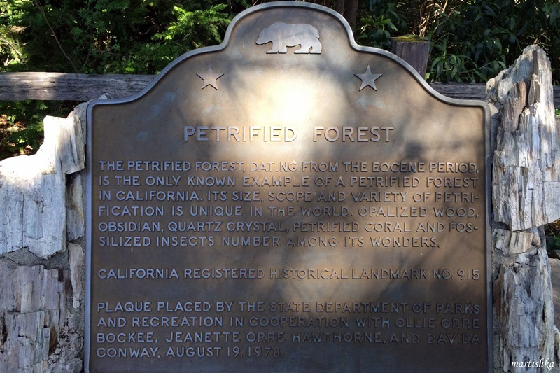 Calistoga_Petrified Forest (1)