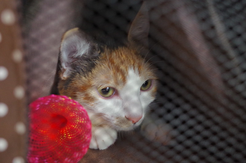 うちの小豆さん91日目避妊手術の事前診療で初めての外出な猫