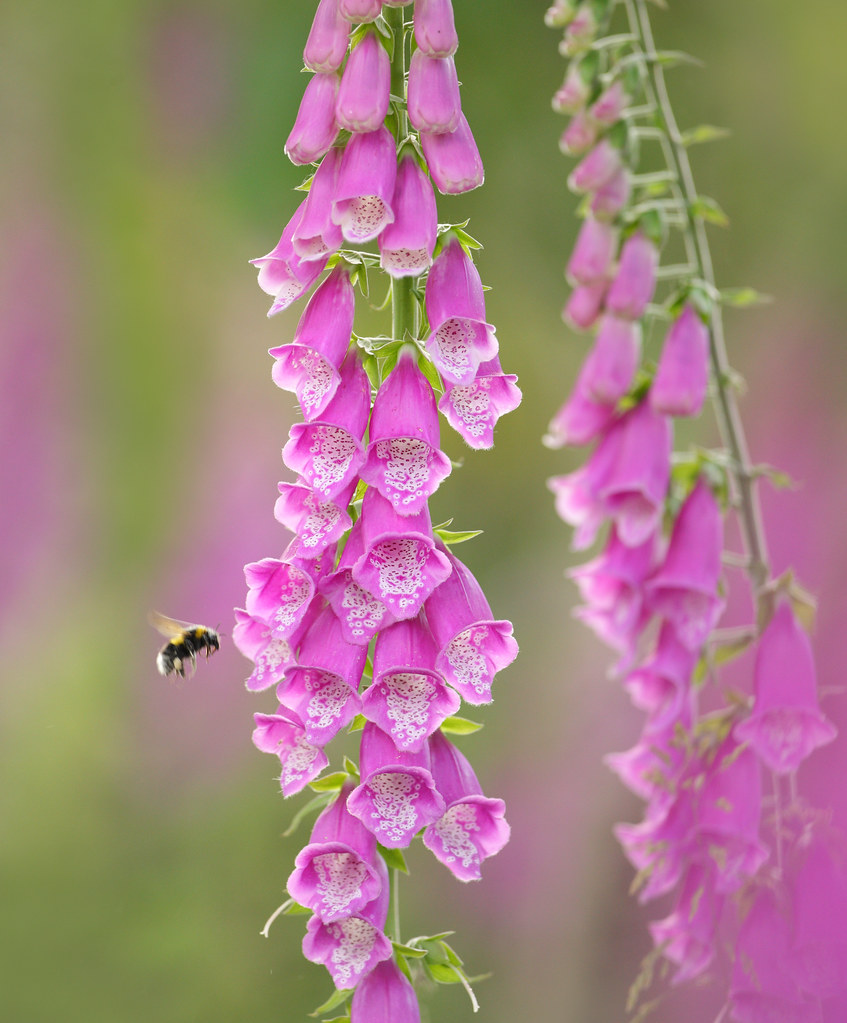 Bumble Bee and Wild Foxgloves