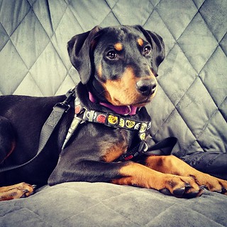 Waiting to go home after puppy class. Penny did awesome with "leave it" today...now let's see if we can get the same results at home. 😁🐶 #puppygram #dobermanpuppy  #dobermanmix #puppylove #rescuedpuppiesofinstagram #instapuppy #puppiesofinstagram
