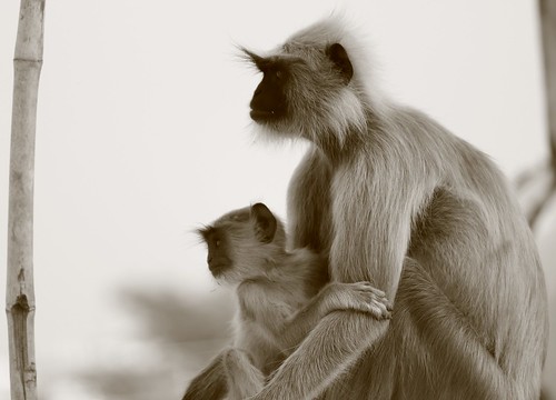 baby india canon monkey looking mother son langur natgeo bandar hanumanlangur