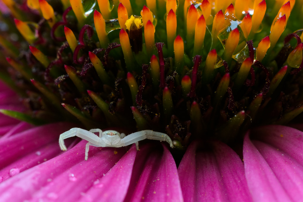 A goldenrod crab spider sits below a clump of pollen on a purple coneflower