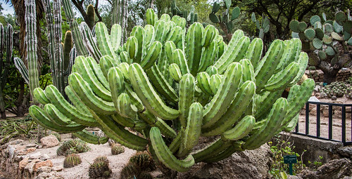2016 cadereyta cropped mexico nikon nikond750 nikonfx queretaro tedmcgrath tedsphotos tedsphotosmexico vignetting ingenieriomanuelgonzalezdecosio regionalbotanicalgarden cadereytaregionalbotanicalgarden regionalbotanicalgardencadereyta cacti cactus