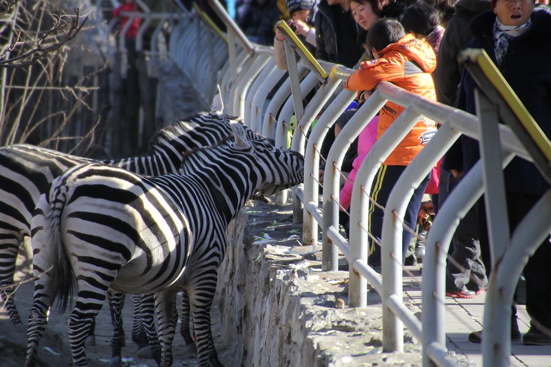 Visitors watching zebras at Beijing Zoo, November 2013
