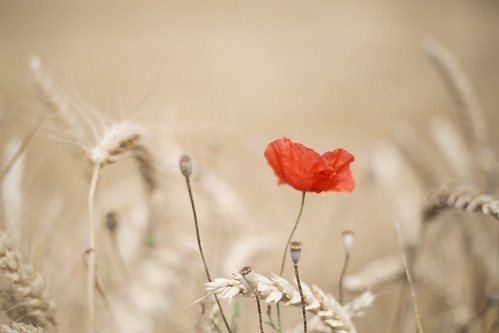 red france flower macro nature fleur field canon rouge photography eos 50mm photo corn bokeh mark wheat iii grain champs meadow ii poppy 5d prairie fullframe f18 campagne ff ef franchecomté coquelicot blé pleinformat philippesaire