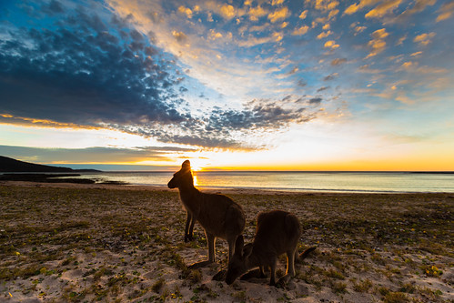 morning sky beach animal silhouette clouds sunrise twilight moody dramatic australia kangaroo emotional southcoast goldenhour depotbeach energetic