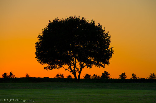 trees sunset sky sun tree grass silhouette magic hour serene goldenhour