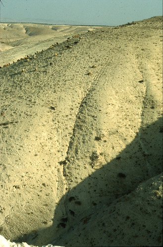 archaeology ancienthistory sheep middleeast ground scannedfromslide belkis geotaggedbasedonsite balkiszeugma zeugmaarchaeologicalproject