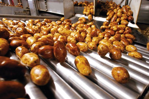 Potatoes in a packing facility