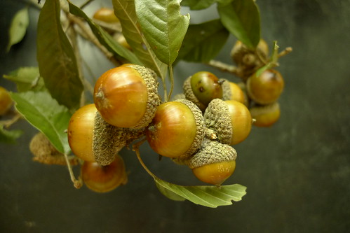 殼斗科植物的堅果一部分或全部被稱為「殼斗」的構造托著或包覆著，圖片中的「小西氏石櫟」果實即為一例。圖片來源：林試所。