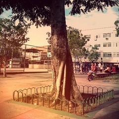 Árvore na praça de Engenho de Dentro. RJ.