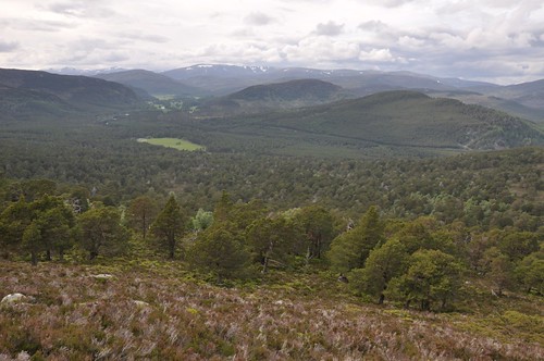 Ballochbuie Forest