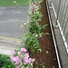 Re-planting of bougainvillea plants on the pedestrian overhead bridge