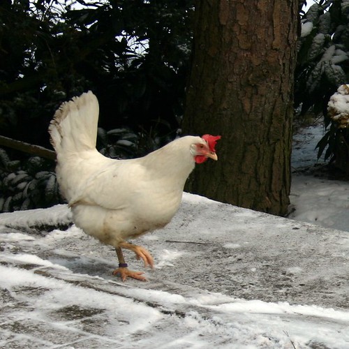 Outdoor rooster