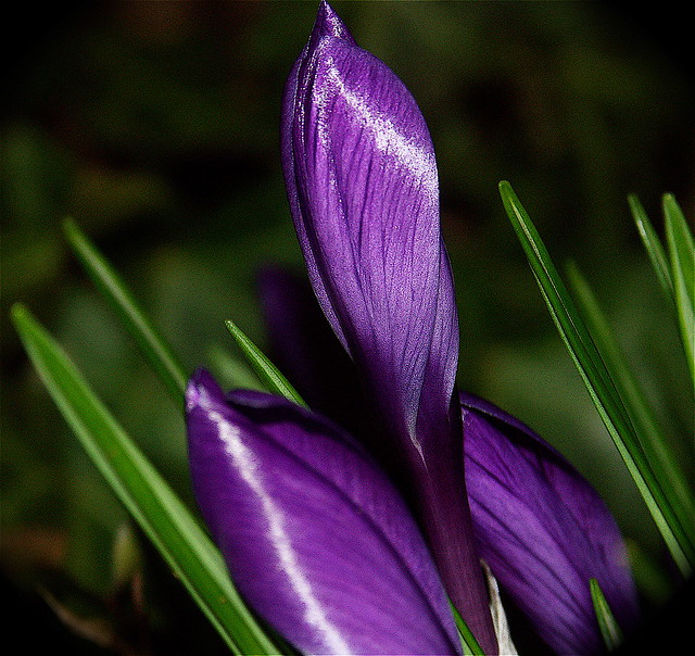 Purple Spring Flowers Ⅴ