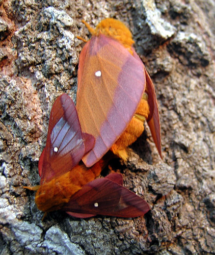 pink male animals female florida small moth insects bugs lepidoptera moths april mating fl dorsal midsize saturniidae bmna ceratocampinae anisota anisotavirginiensis pinkstripedoakwormmoth