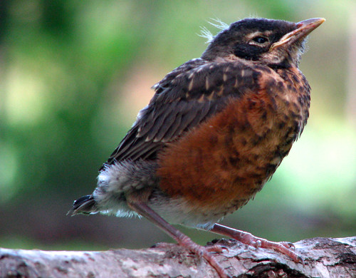 baby bird robin backyard feathers young juvenile ornithology turdusmigratorius passeriformes turdidae rogersmith