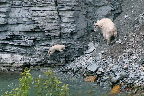 kid mother glaciernationalpark leaping mountaingoat goatlickoverlook