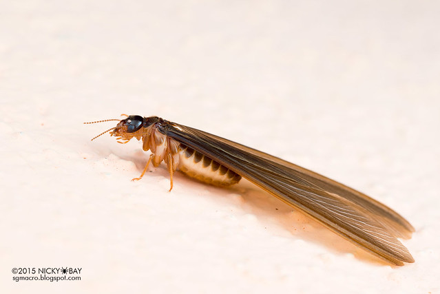 Winged termite (Isoptera) - DSC_4673