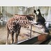 #cute #giraffe #eating in the #zoo #Shanghai #上海動物園 #長頸鹿
