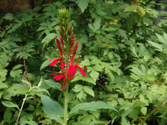 Lobelia cardinalis (cardinal flower) yellowroot (Xanthorhiza simplicissima) Linville Gorge