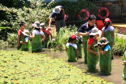 小學員們於成福國小生態池記錄生態 (攝影：郭叡)