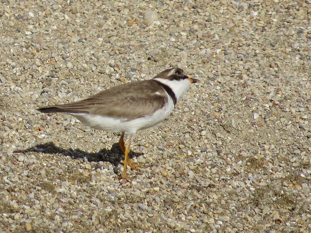 Semipalmated Plover at the El Paso Sewage Treatment Center in Woodford County, IL 03