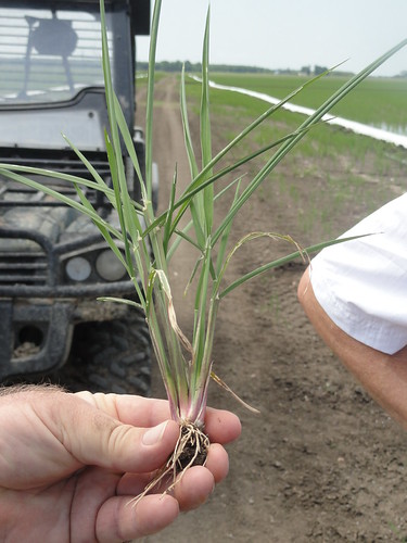 Rice seedling at the stage of first flood, grown with dry seeding in Arkansas