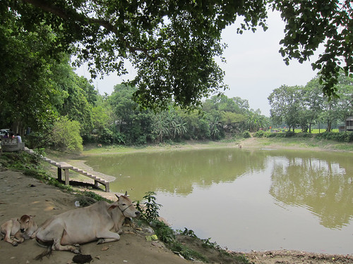cow pond dhaka bangladesh tangail