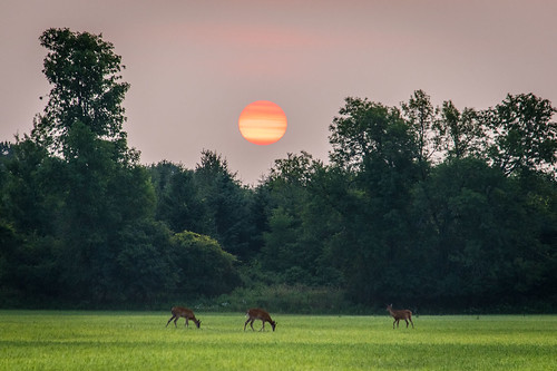 summer sun nature field sunrise landscape scenic deer tranquil grazing lyndeshoresconservationarea