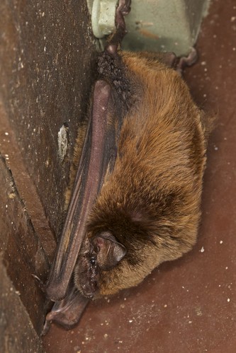 bat australia animalia mammalia northernterritory chiroptera vespertilionidae miniopterusschreibersii orianae