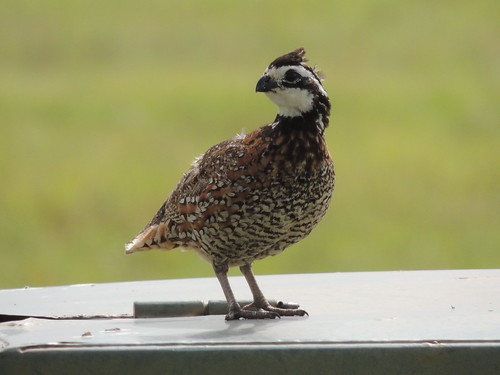 usa bird texas quail bobwhite northernbobwhite