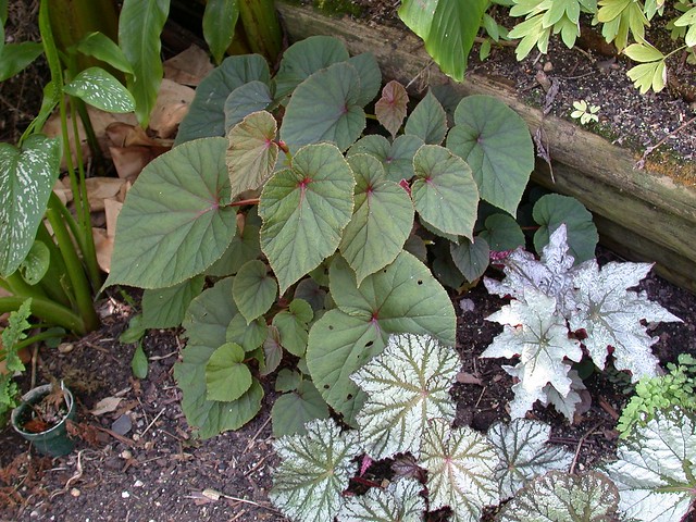 Begonia grandis