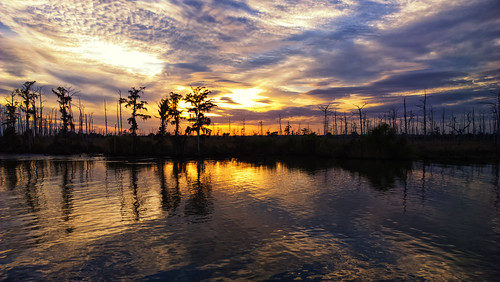 trees sunset canal nokia louisiana smartphone coastal swamp wetlands cypress waterscape gulfcoast dulac terrebonneparish ilobsterit lumia1020