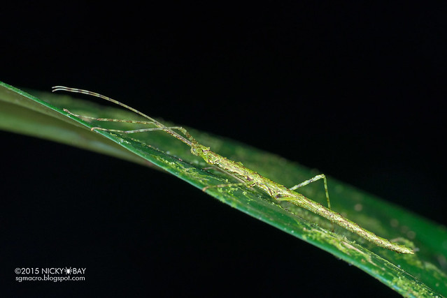 Stick insect (Phasmatodea) - DSC_5747