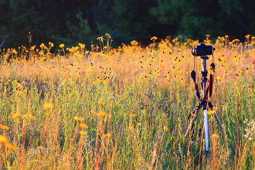 county photography reis iowa larry wildflower ludwig preserve winneshiek