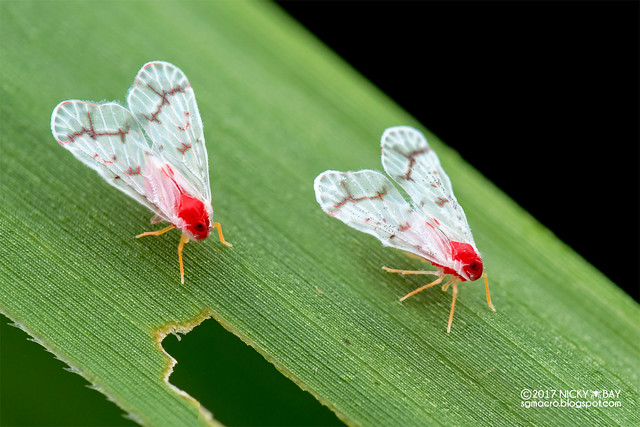 Derbid planthoppers (Derbidae) - DSC_9107