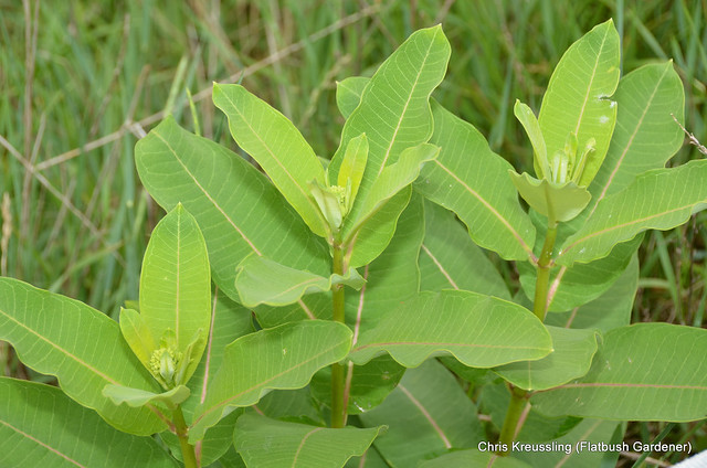 Asclepias syriaca, common milkweed
