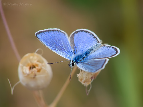 blue azul velvet mariposa insecto lycaenidae terciopelo lepidóptero artrópodo licénido