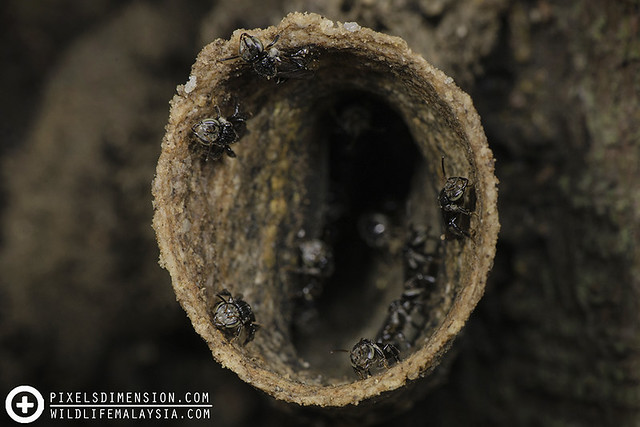 Stingless bees guarding their nest (Tetragonula sp.?)