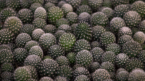 cactus planta canon mexico eos desert queretaro desierto 70d cadereytademontes