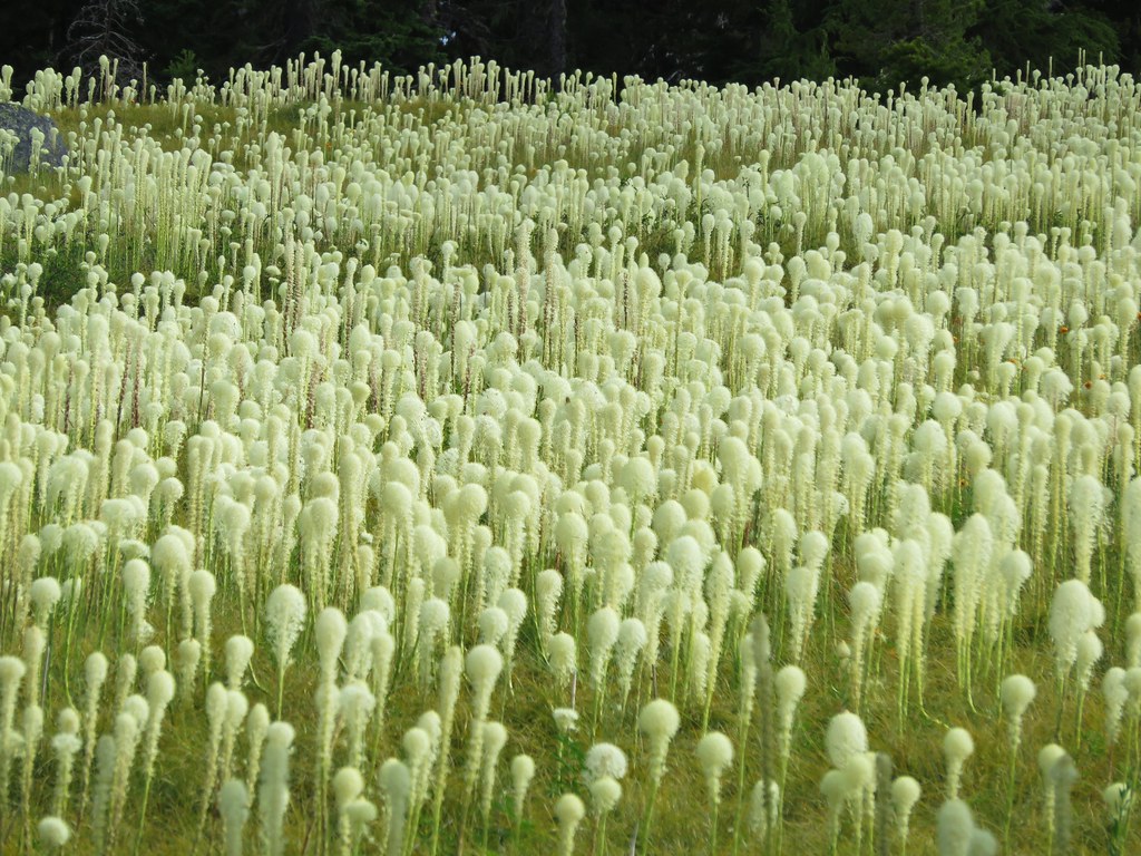 Beargrass Meadow