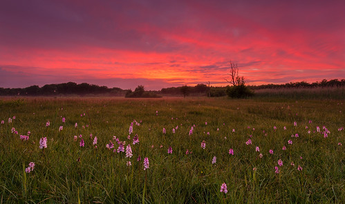 pink sunset red orchid nature netherlands field clouds canon purple angle wide nederland reserve orchidee rood friesland 6d fryslân natuurgebied staatsbosbeheer ooststellingwerf oldeberkoop bekhof stellingwerven stuttebos
