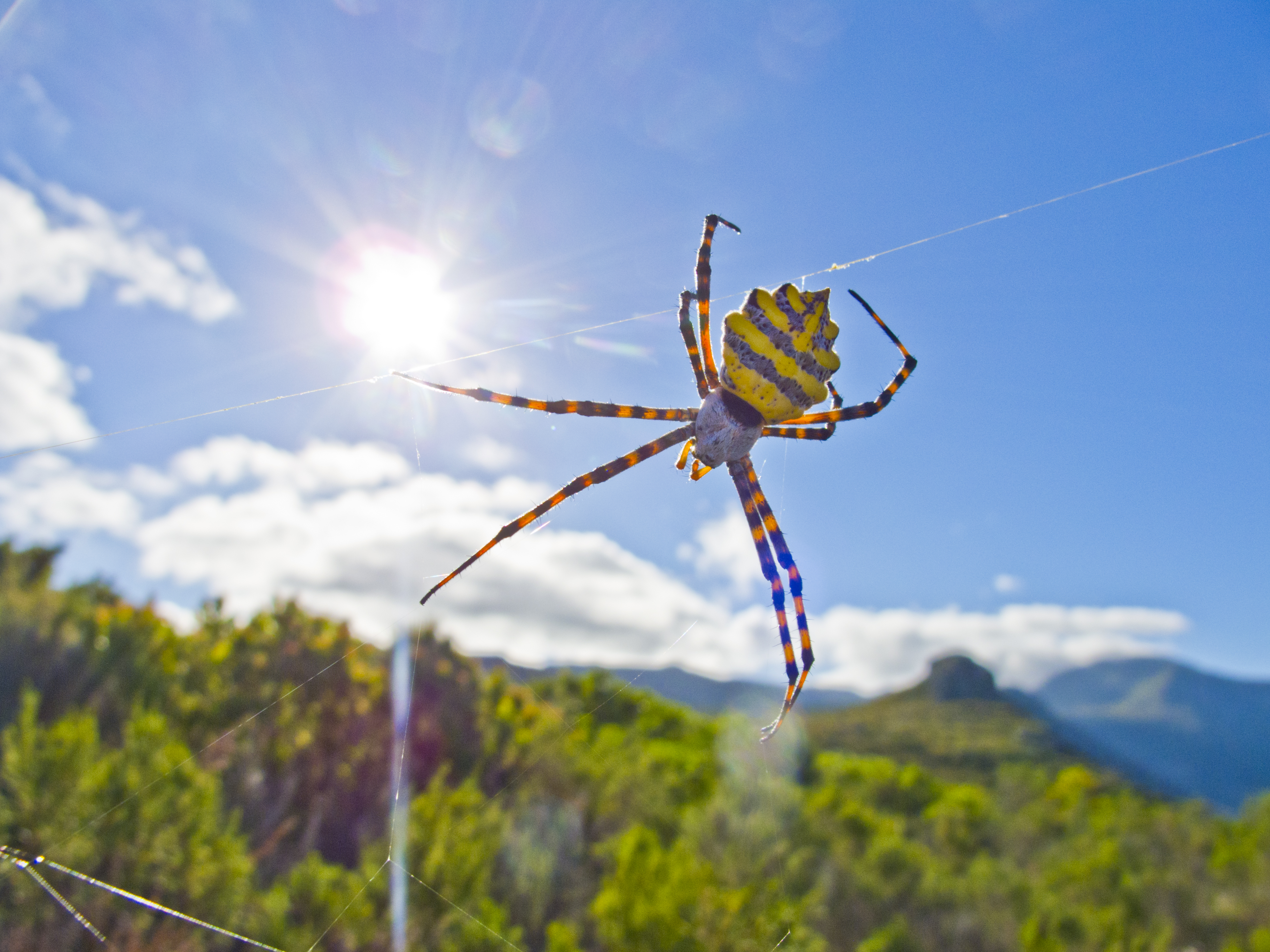 Black And Yellow Garden Spider Argiope Australis Female