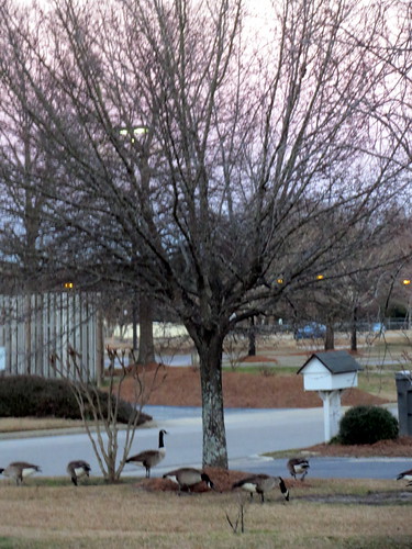 lumberton nc northcarolina robesoncounty outside outdoor outdoors tree geese goose canadageese canadagoose grass lawn greenery dusk evening trees sunset pinksky sky pavement street bird waterfowl