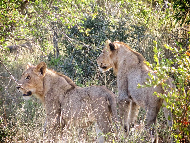 Lionesses on the hunt