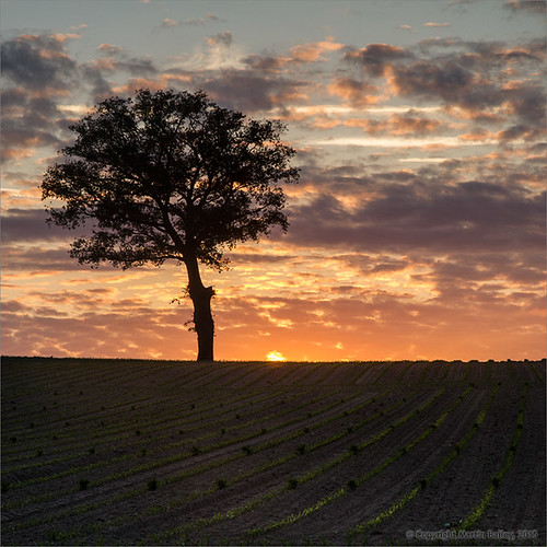 sunset cloud france tree field evening dusk stack crop villeneuve canoneos7d efs1585mmf3556isusm