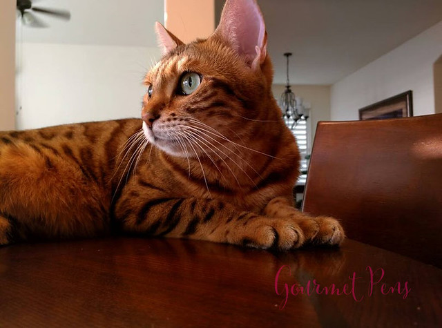 Whiskers & Paws January 2016 Edition (7)