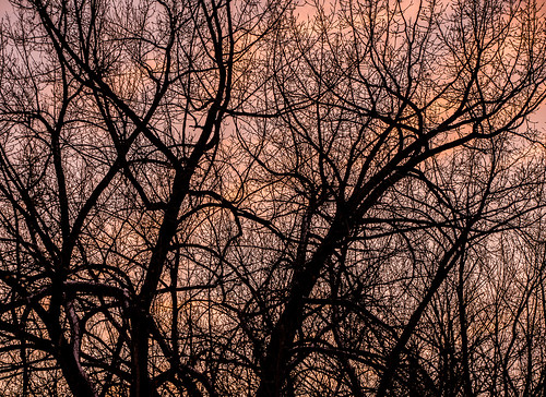 bare trees at sunset